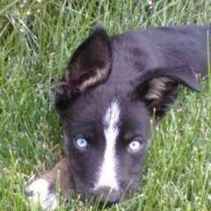 Meet your Posher, Heidi